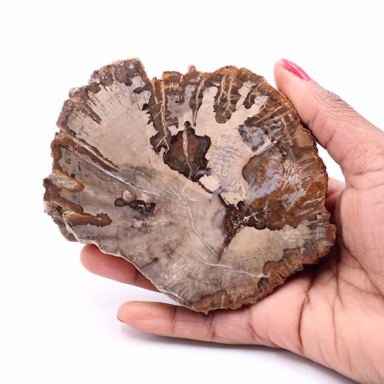 Petrified fossil wood slice