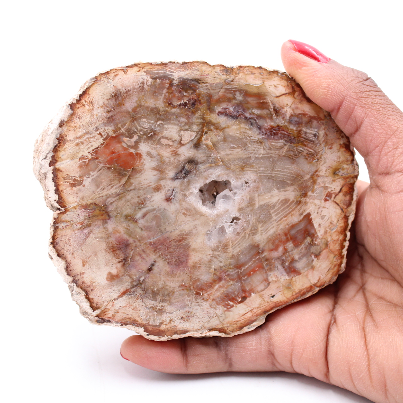 Petrified fossil wood slice