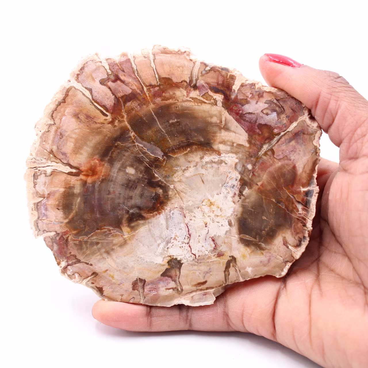 Petrified fossil wood slice
