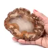 Petrified fossil wood slice - 0
