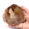 Petrified fossil wood slice - 0