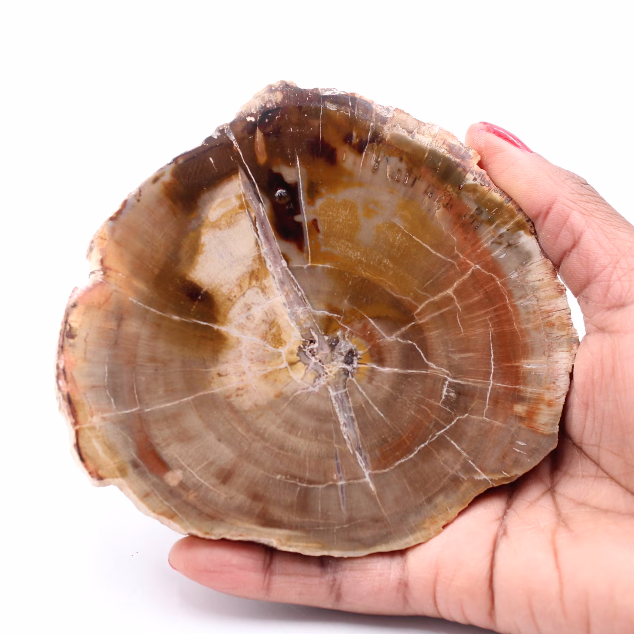 Petrified fossil wood slice