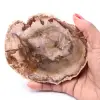 Petrified fossil wood slice - 0