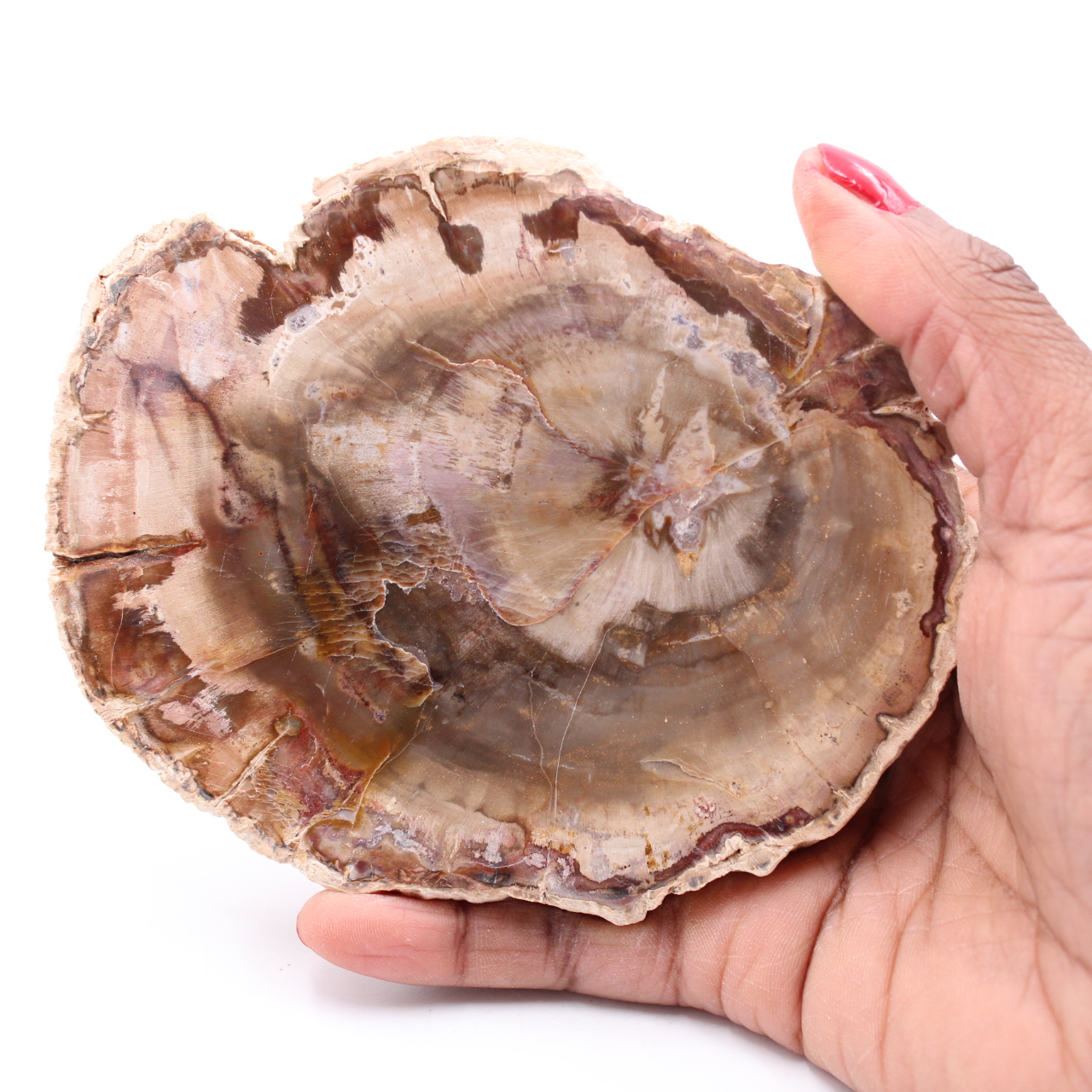 Petrified fossil wood slice