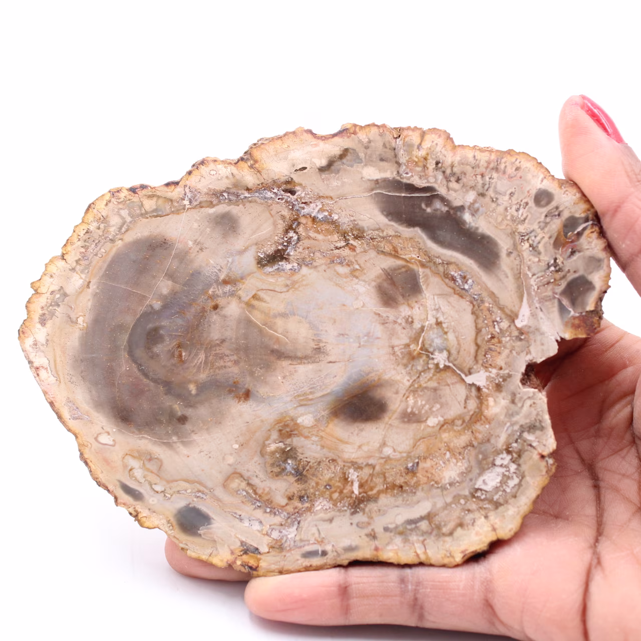 Petrified fossil wood slice