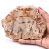 Petrified fossil wood slice - 0