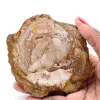 Petrified fossil wood slice - 0