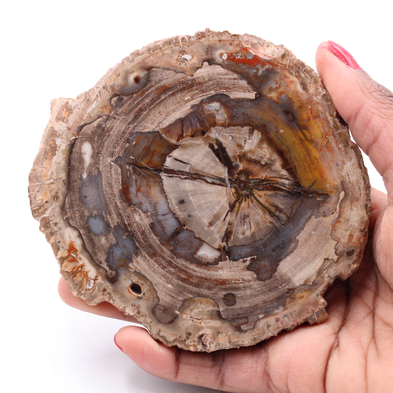 Petrified fossil wood slice