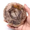 Petrified fossil wood slice - 0