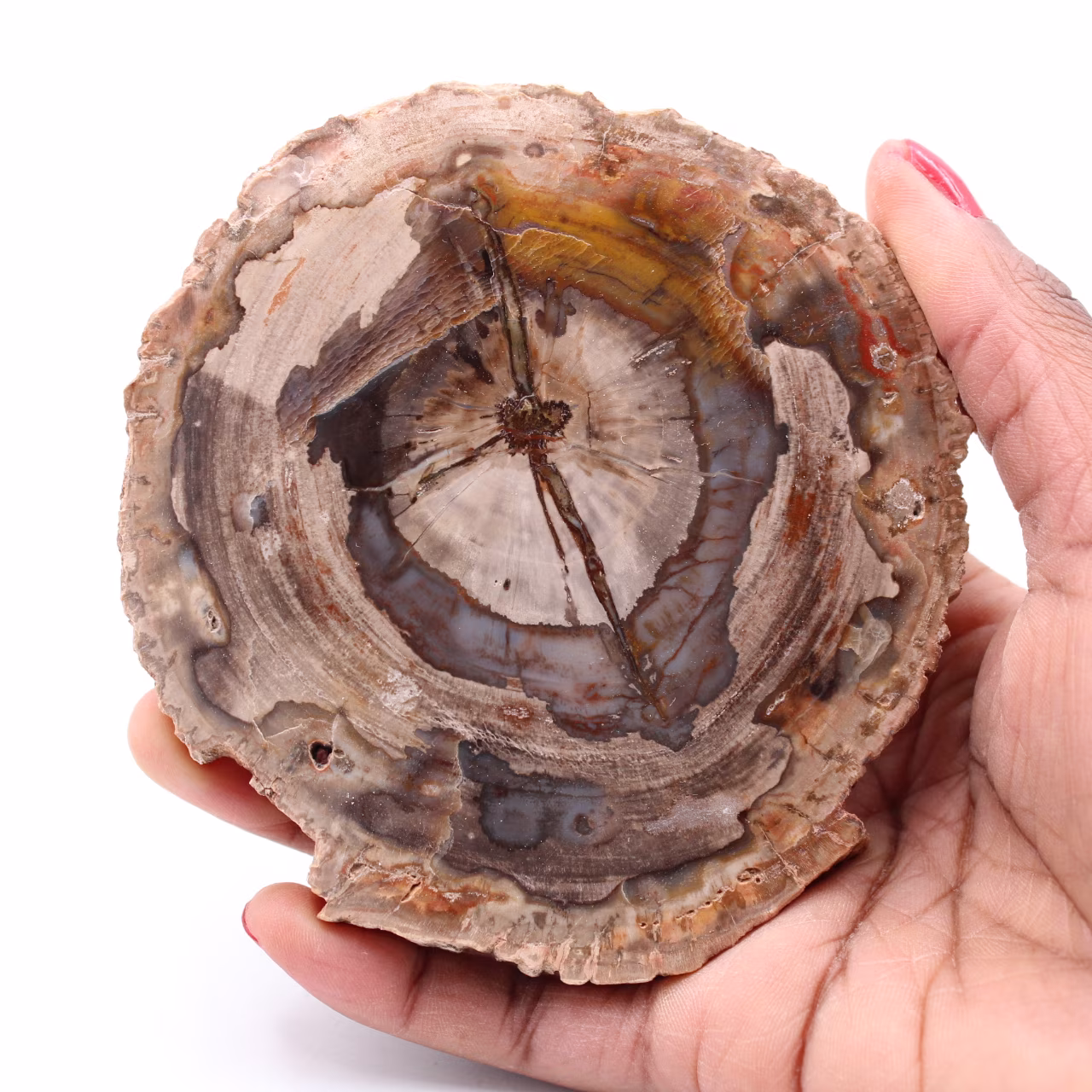 Petrified fossil wood slice