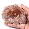 Petrified fossil wood slice - 0