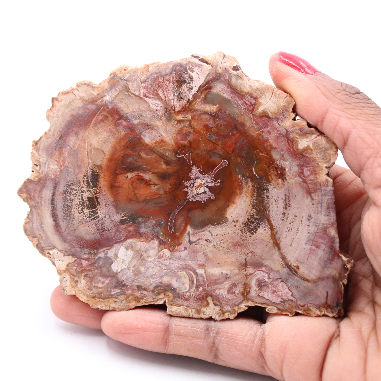 Petrified fossil wood slice