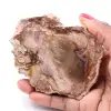 Petrified fossil wood slice - 0
