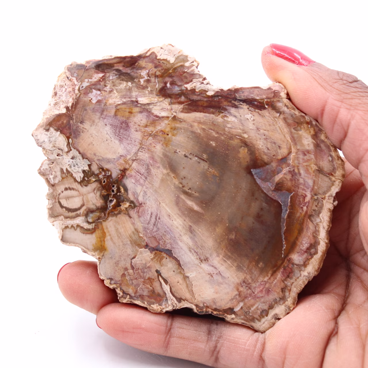 Petrified fossil wood slice