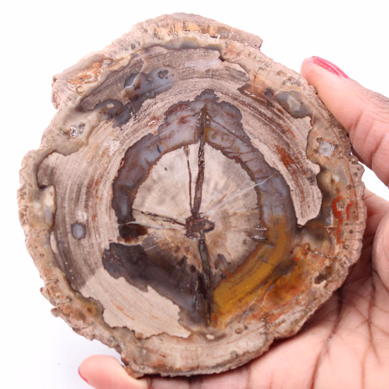 Petrified fossil wood slice
