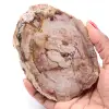 Petrified fossil wood slice - 0