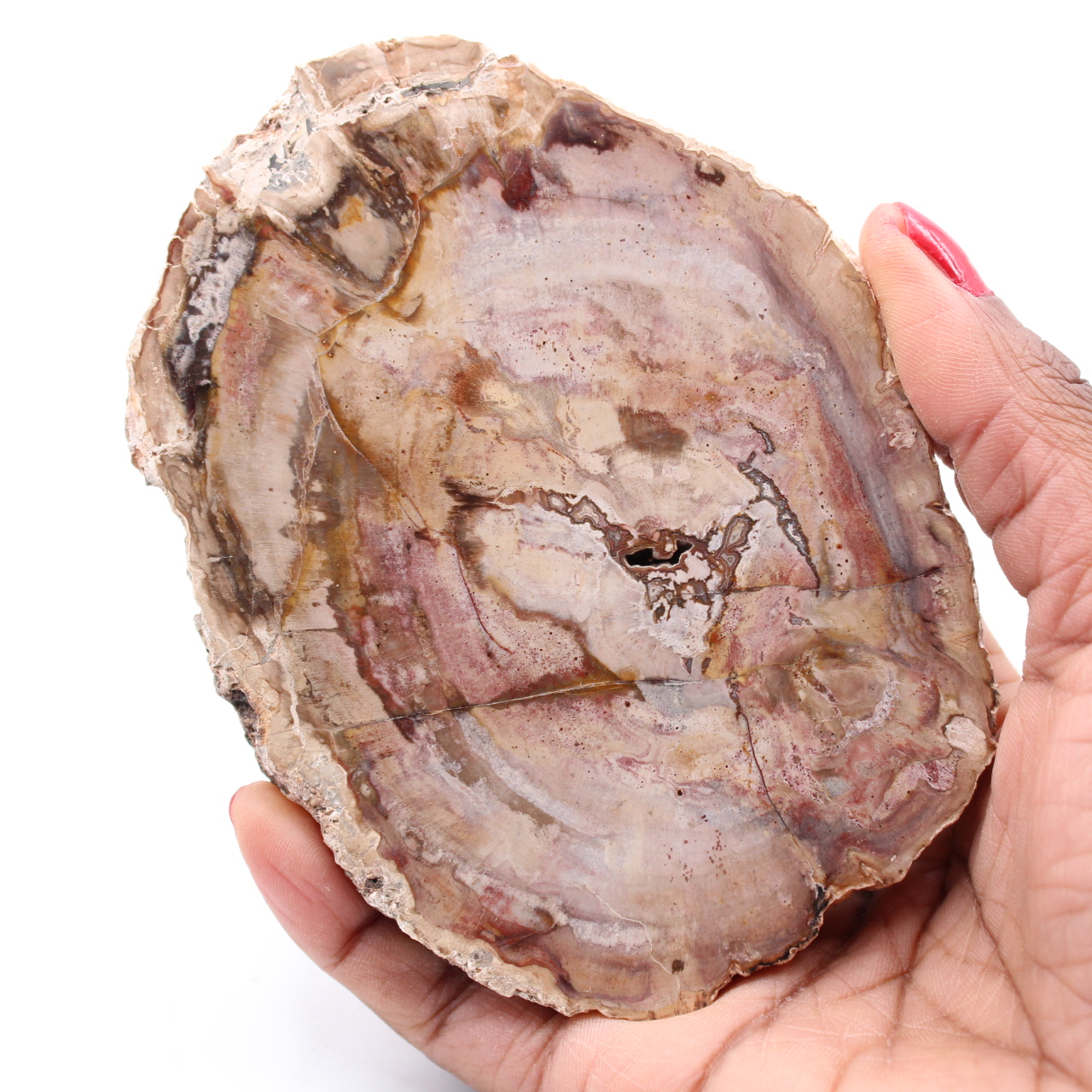 Petrified fossil wood slice