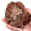 Petrified fossil wood slice - 0