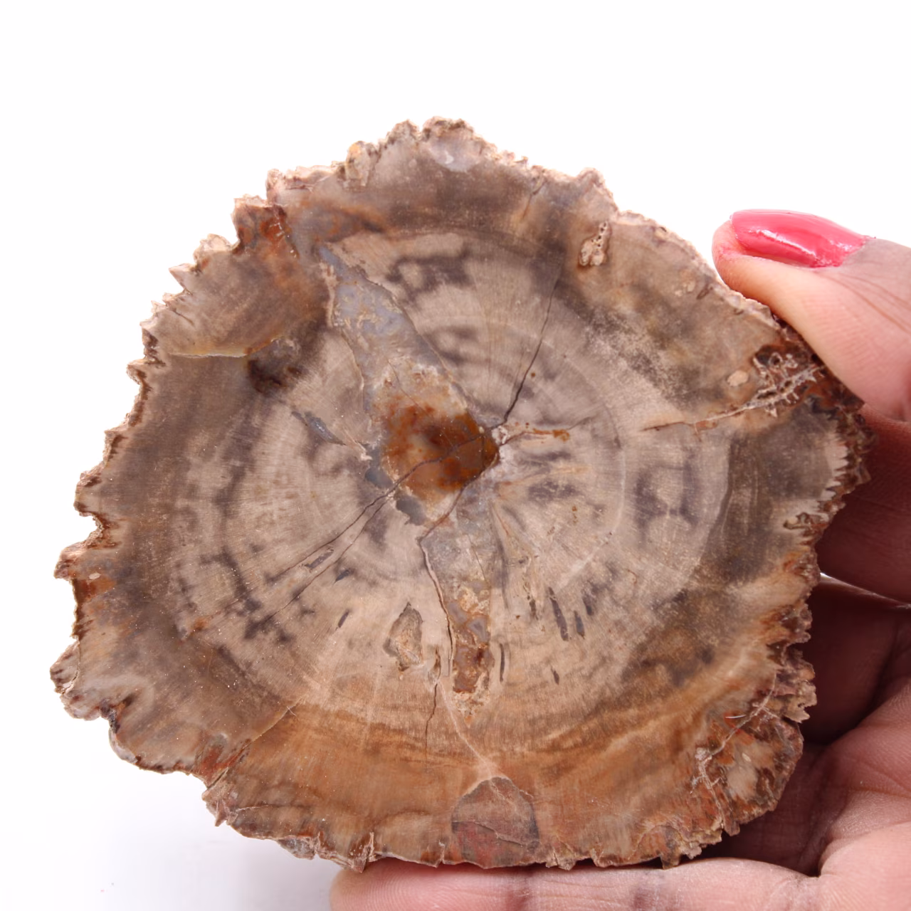 Petrified fossil wood slice