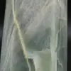 Madagascar garnierite prism - 5