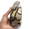 Polished septaria - 0