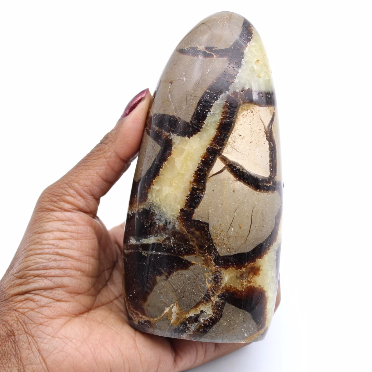 Polished septaria