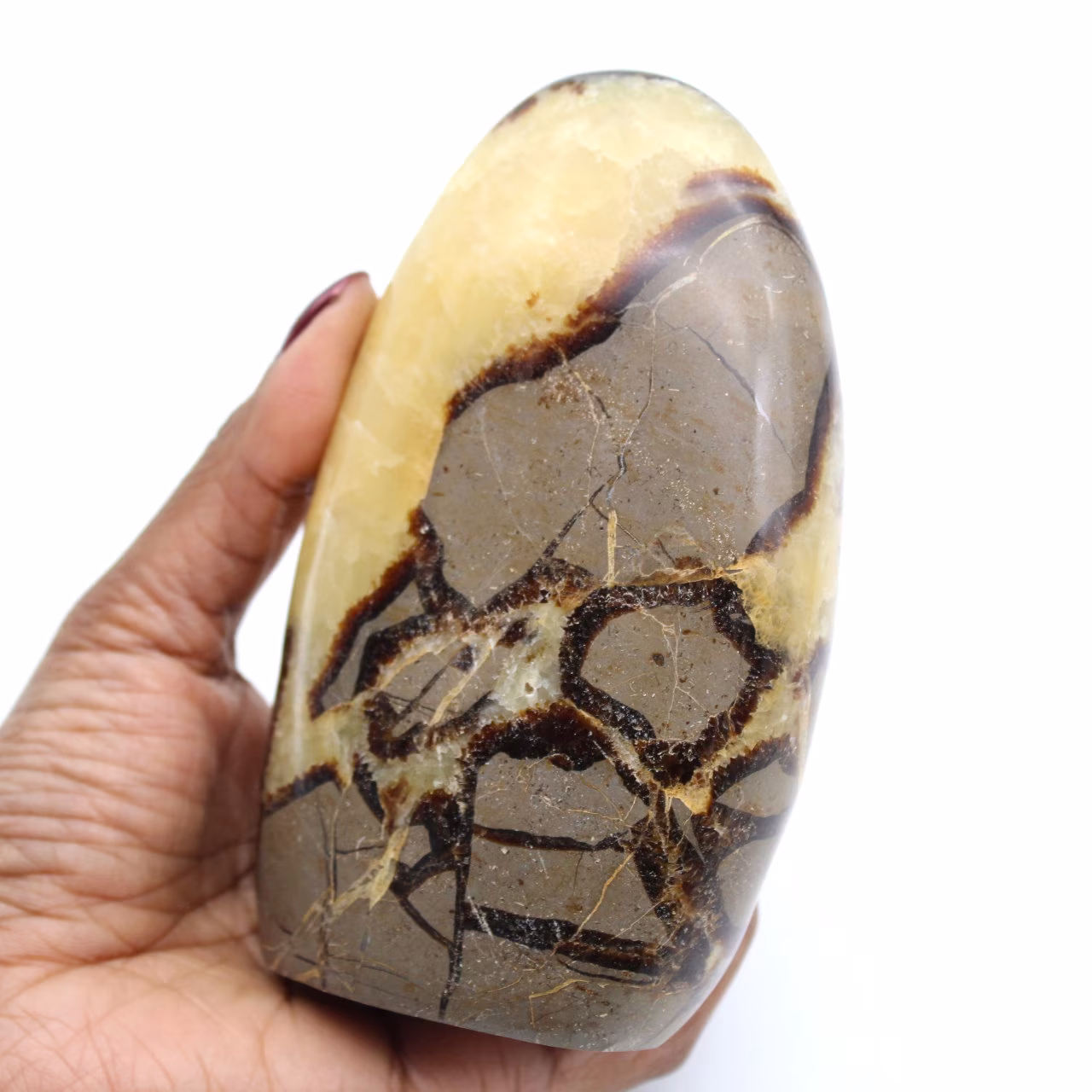 Polished septaria from Madagascar