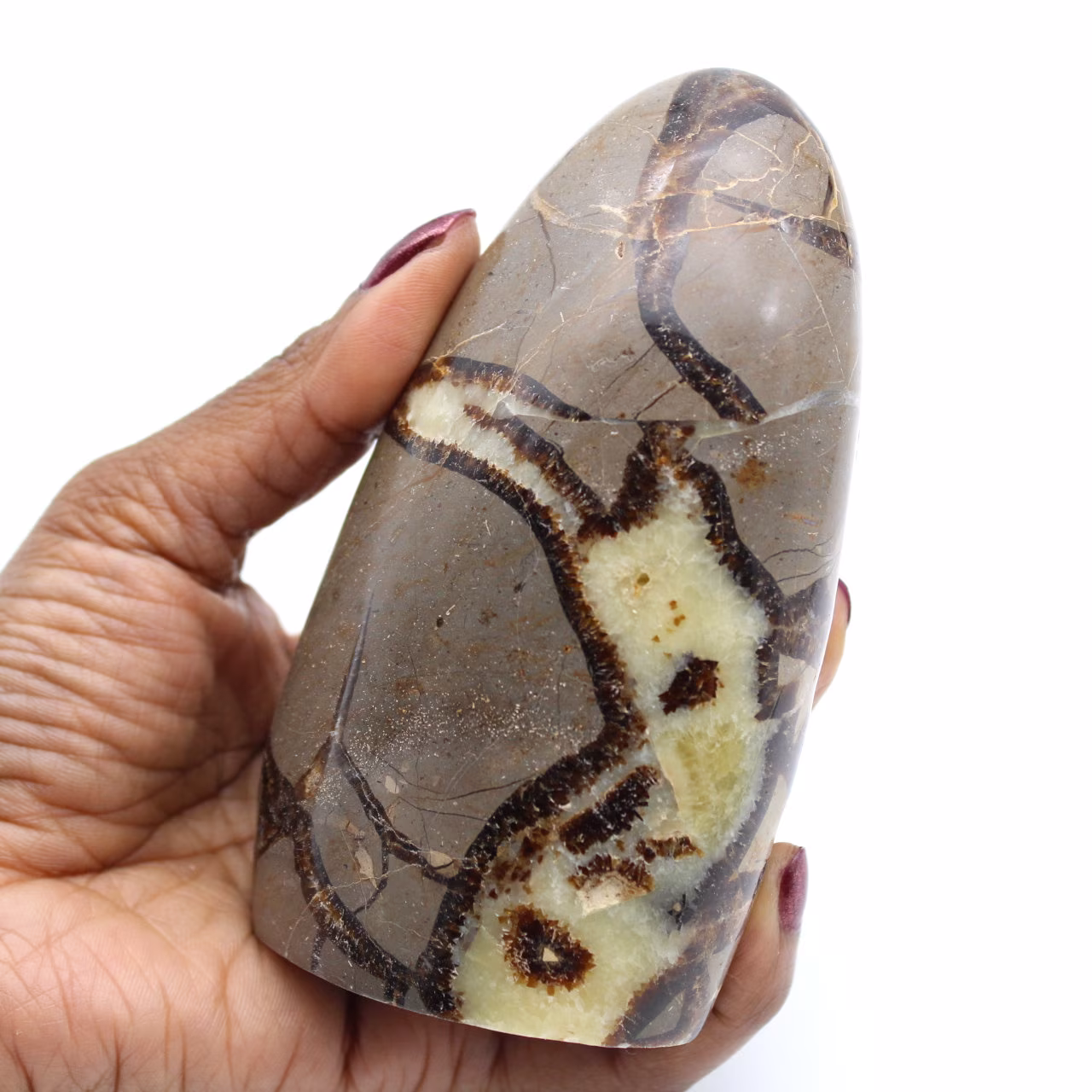 Polished septaria