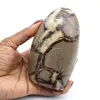 Polished septaria rock - 0
