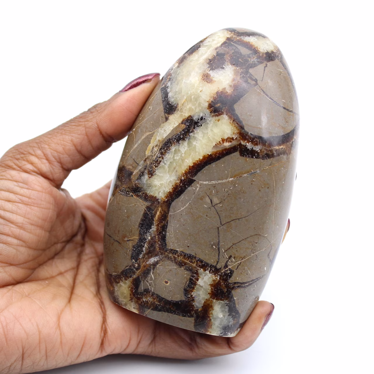 Polished septaria rock