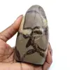 Polished septaria stone - 0