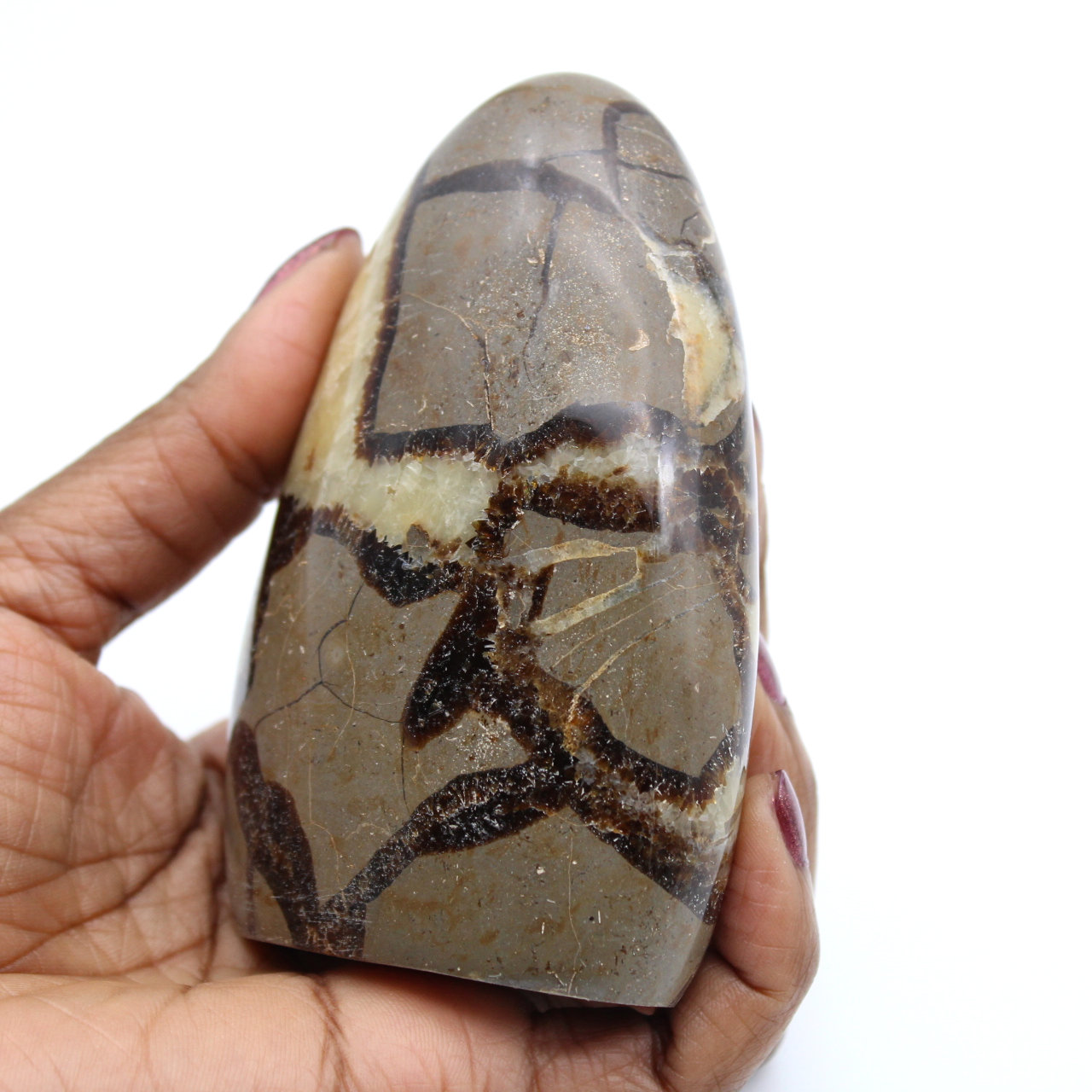 Polished septaria stone