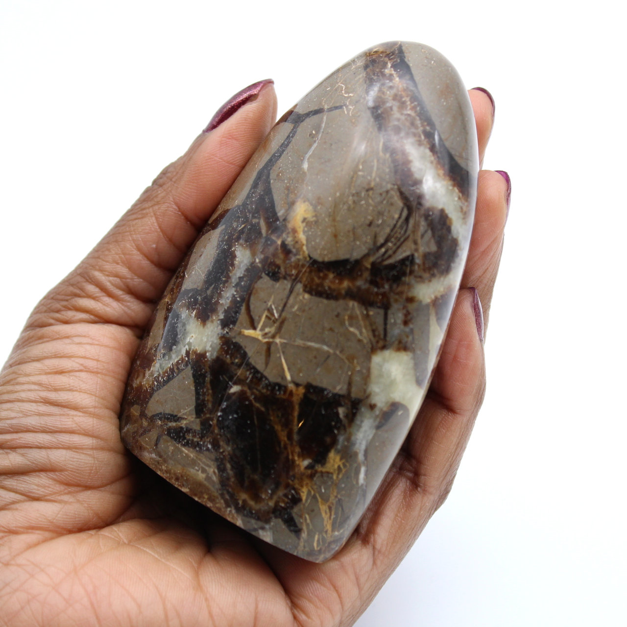 Polished septaria from Madagascar