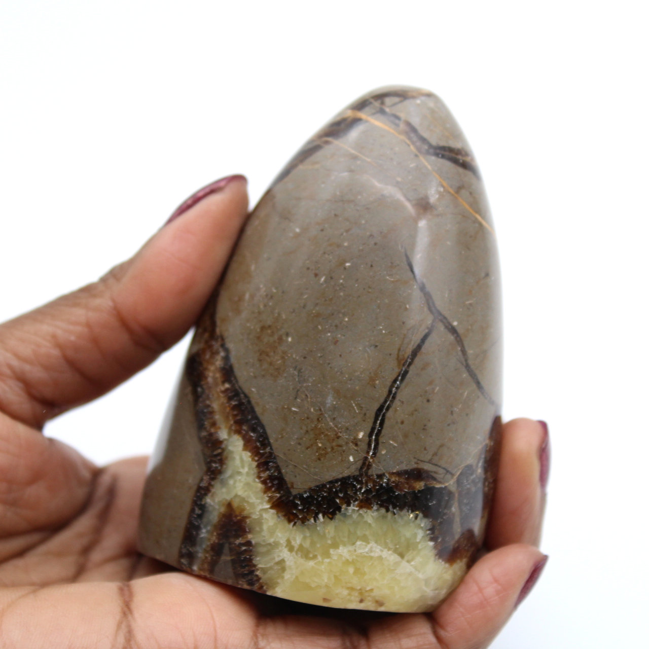 Polished septaria