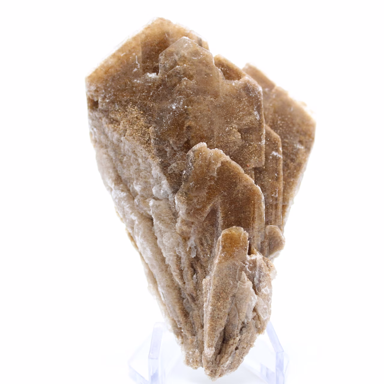Desert Rose