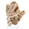 Desert Rose - 0