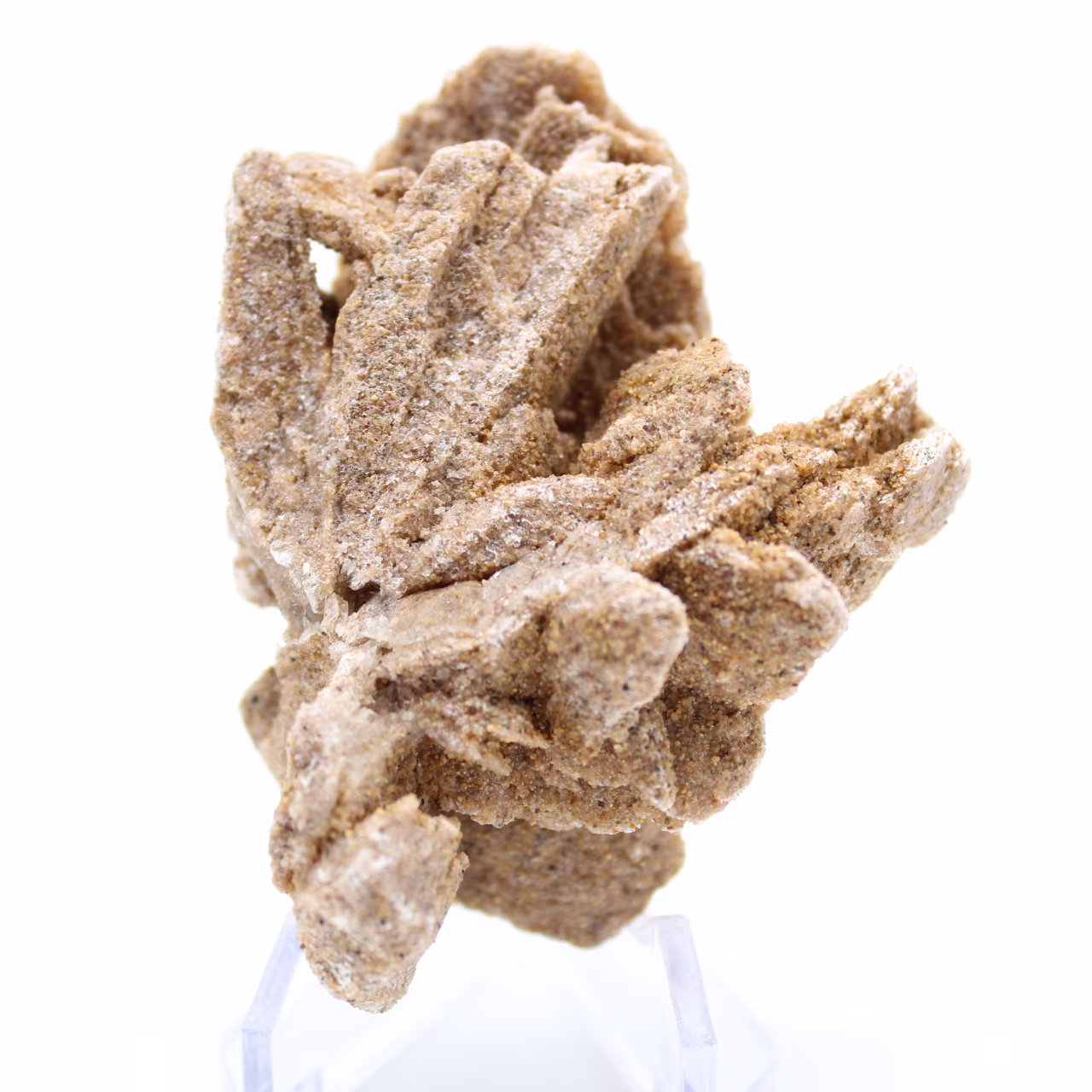 Desert Rose
