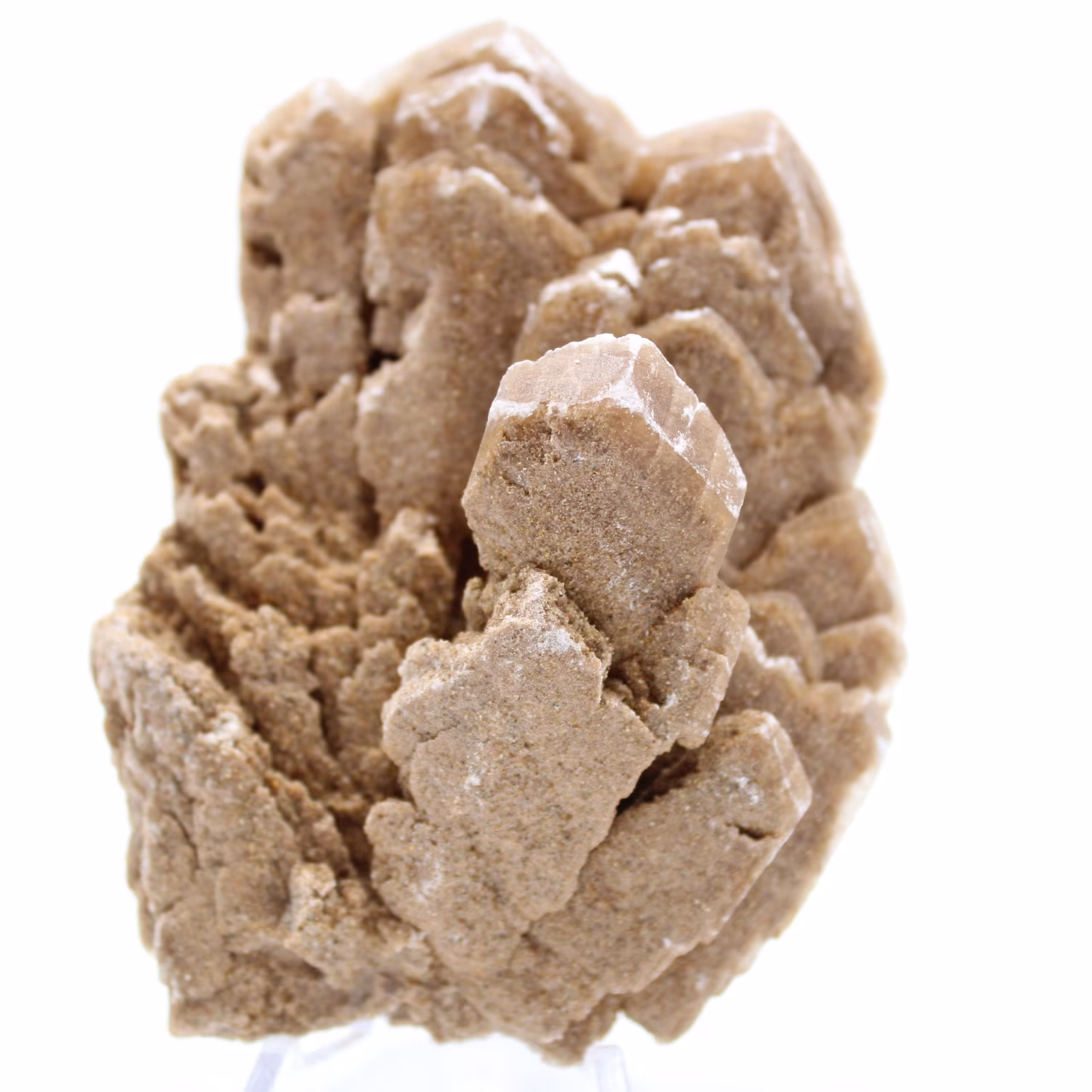 Desert Rose