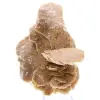Desert Rose - 0
