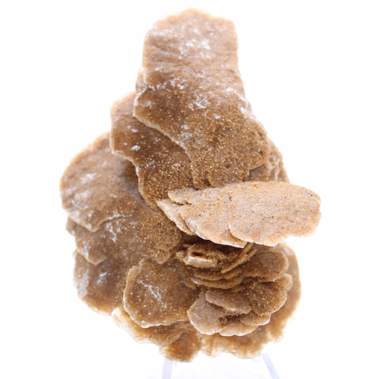 Desert Rose