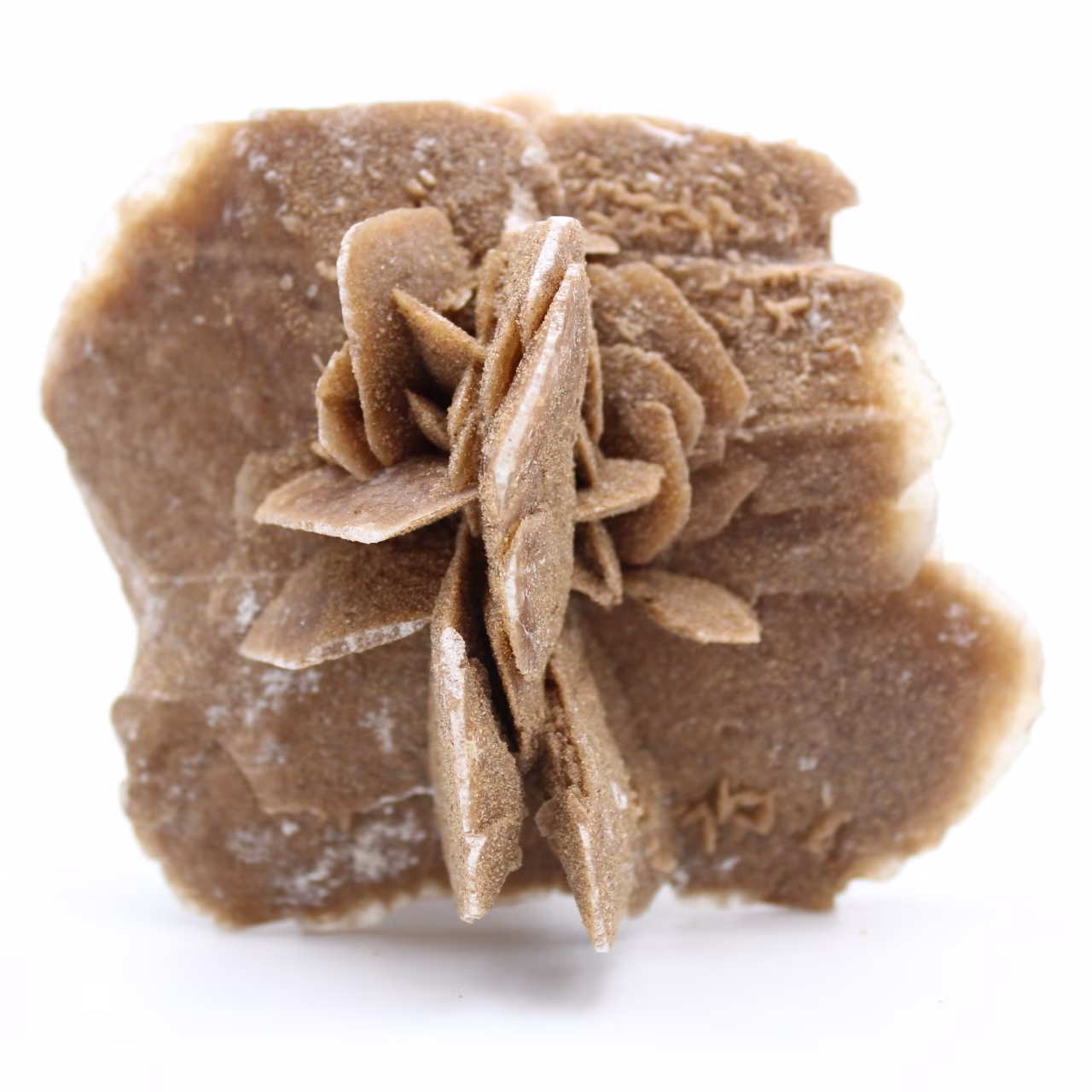Desert Rose