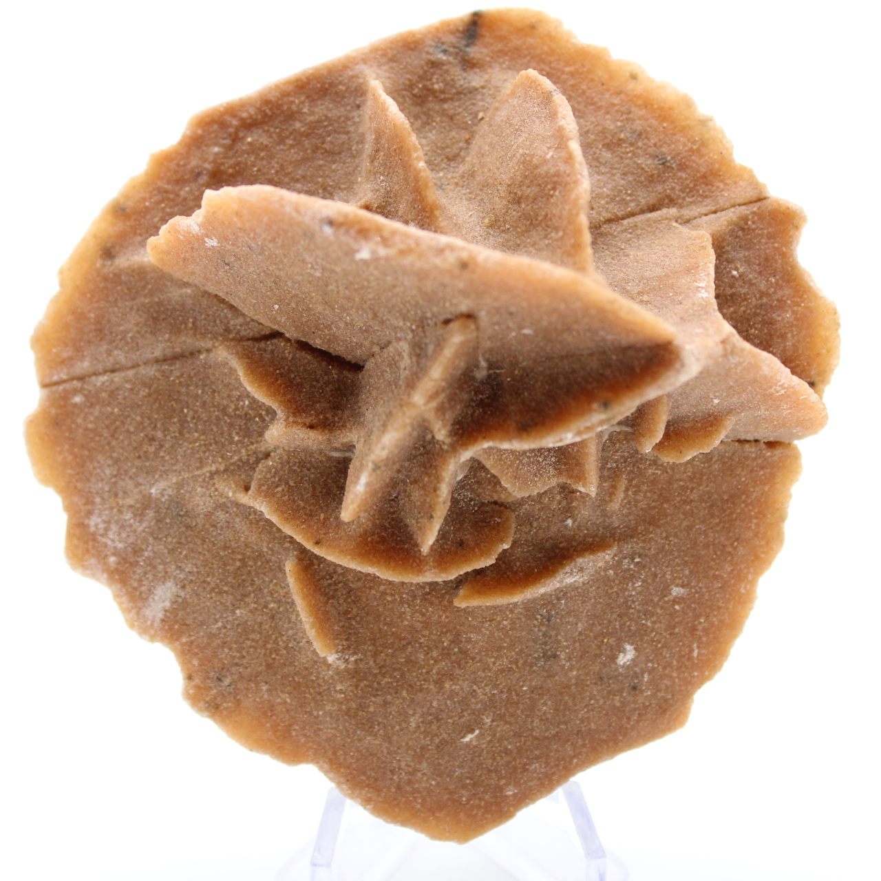 Desert Rose