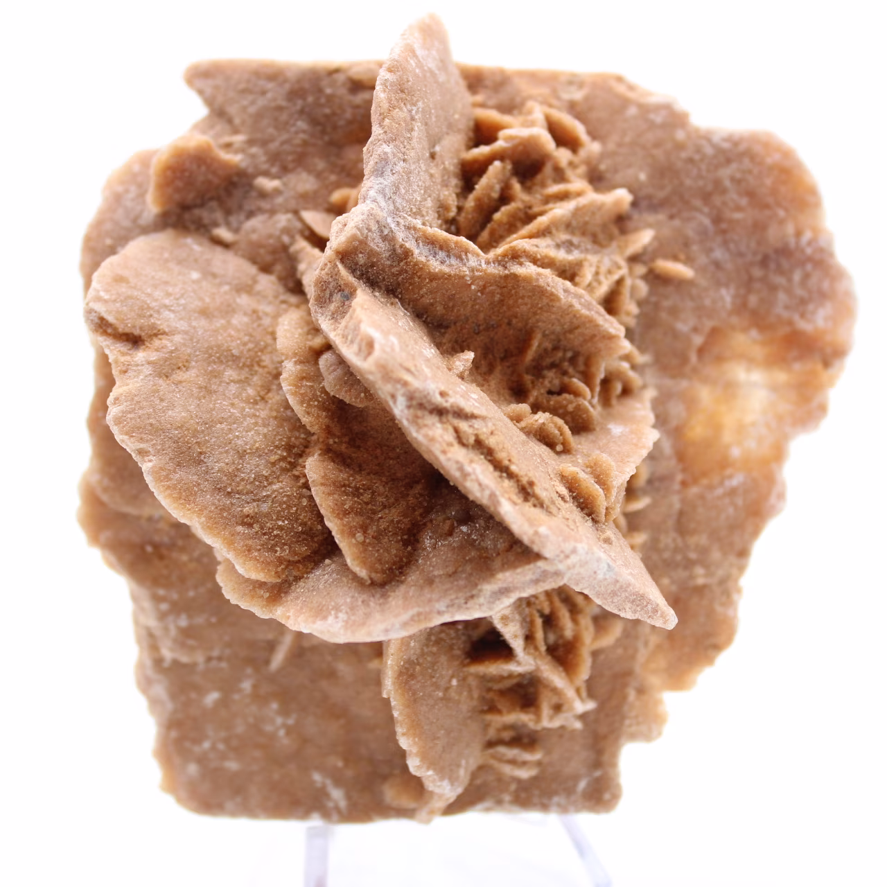 Desert Rose
