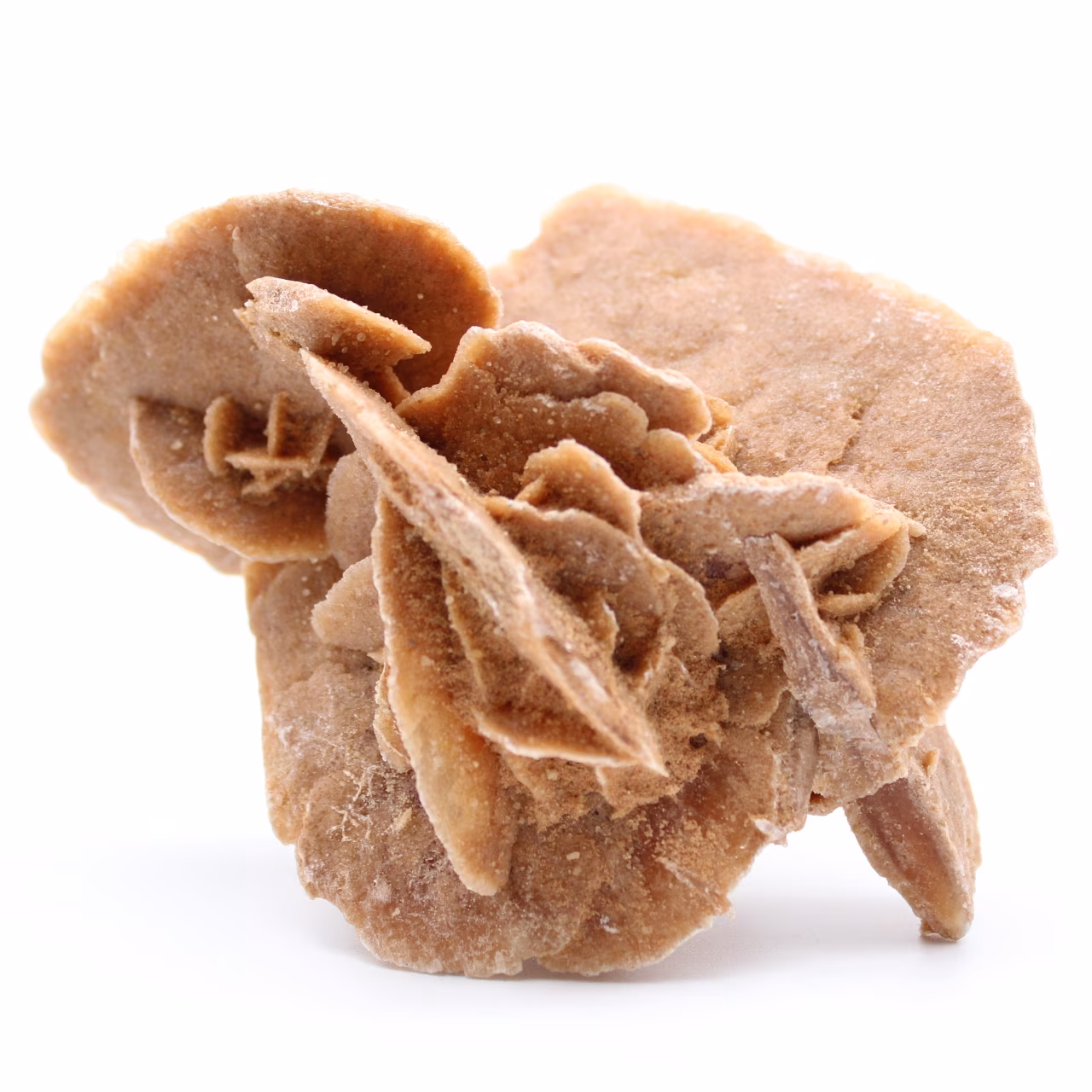 Desert Rose