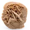 Desert Rose - 0