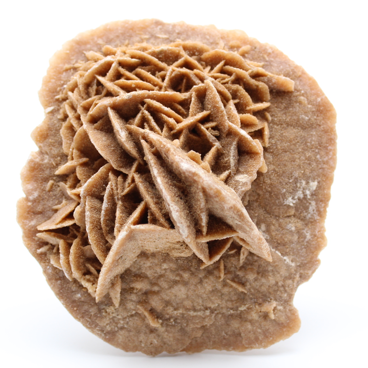 Desert Rose