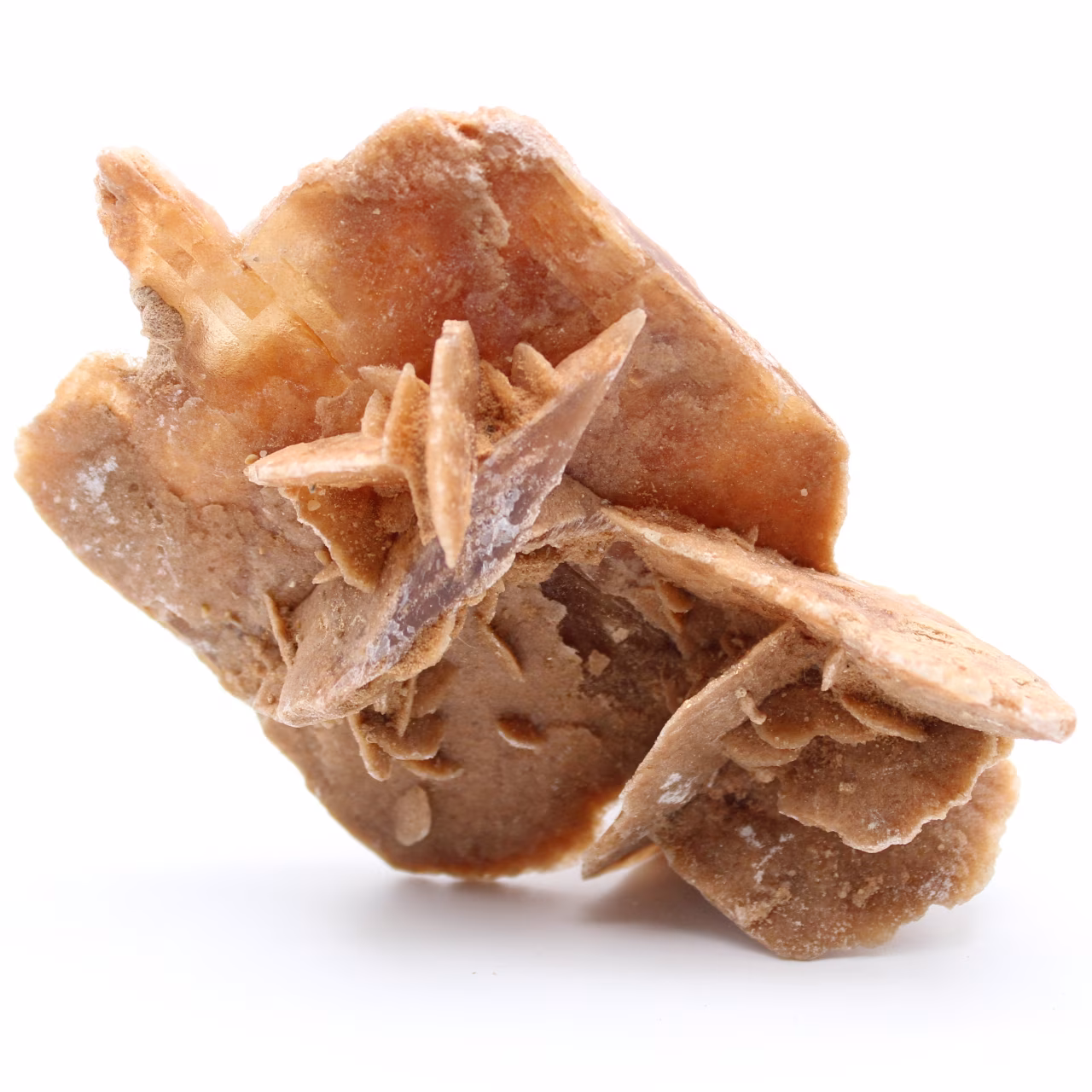 Desert Rose