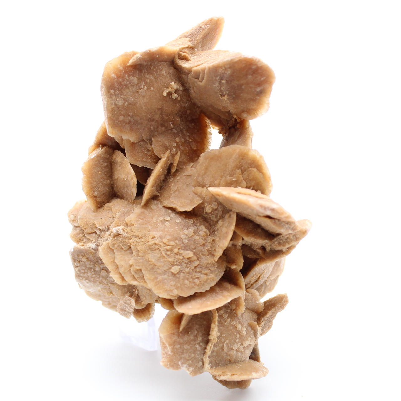 Desert Rose
