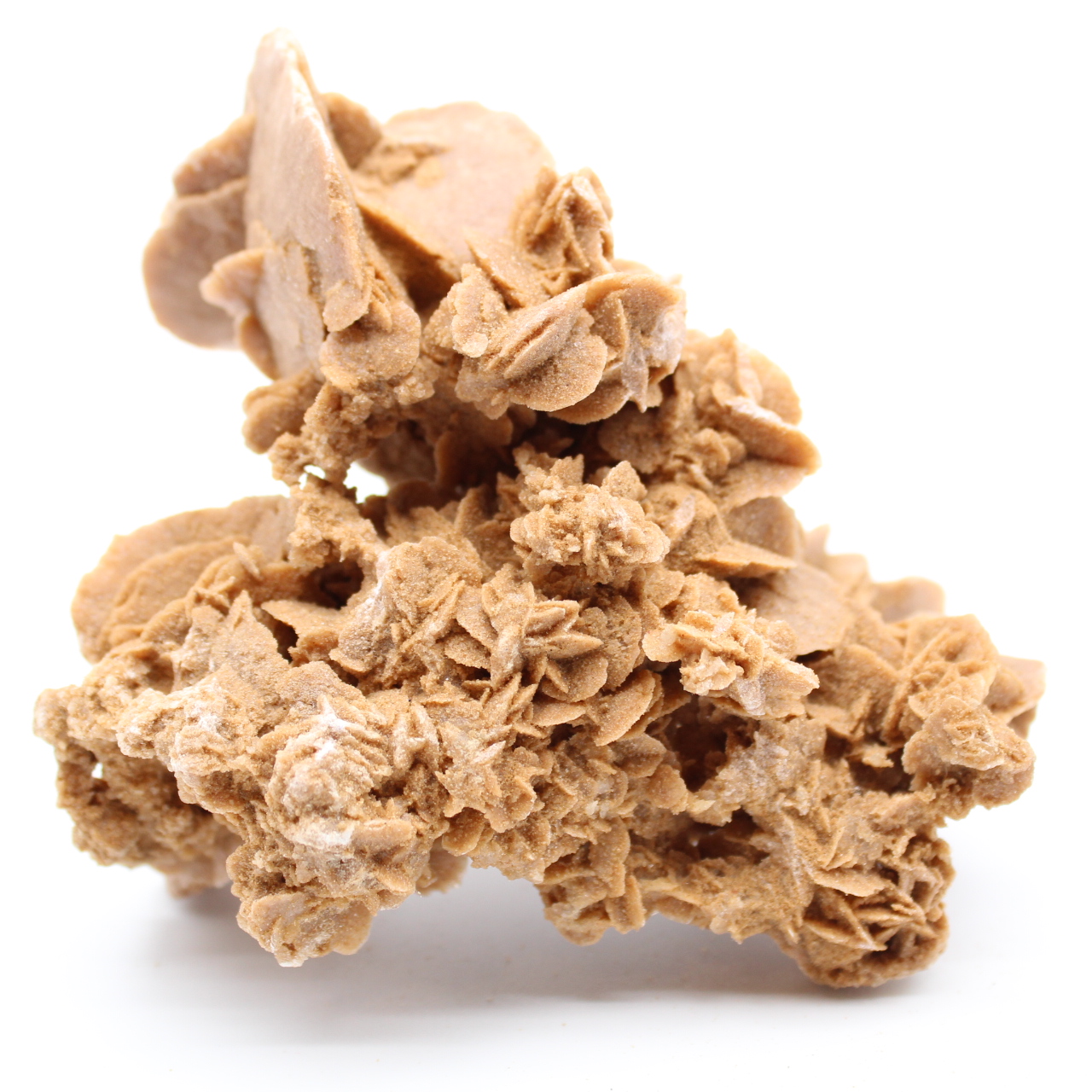 Desert Rose