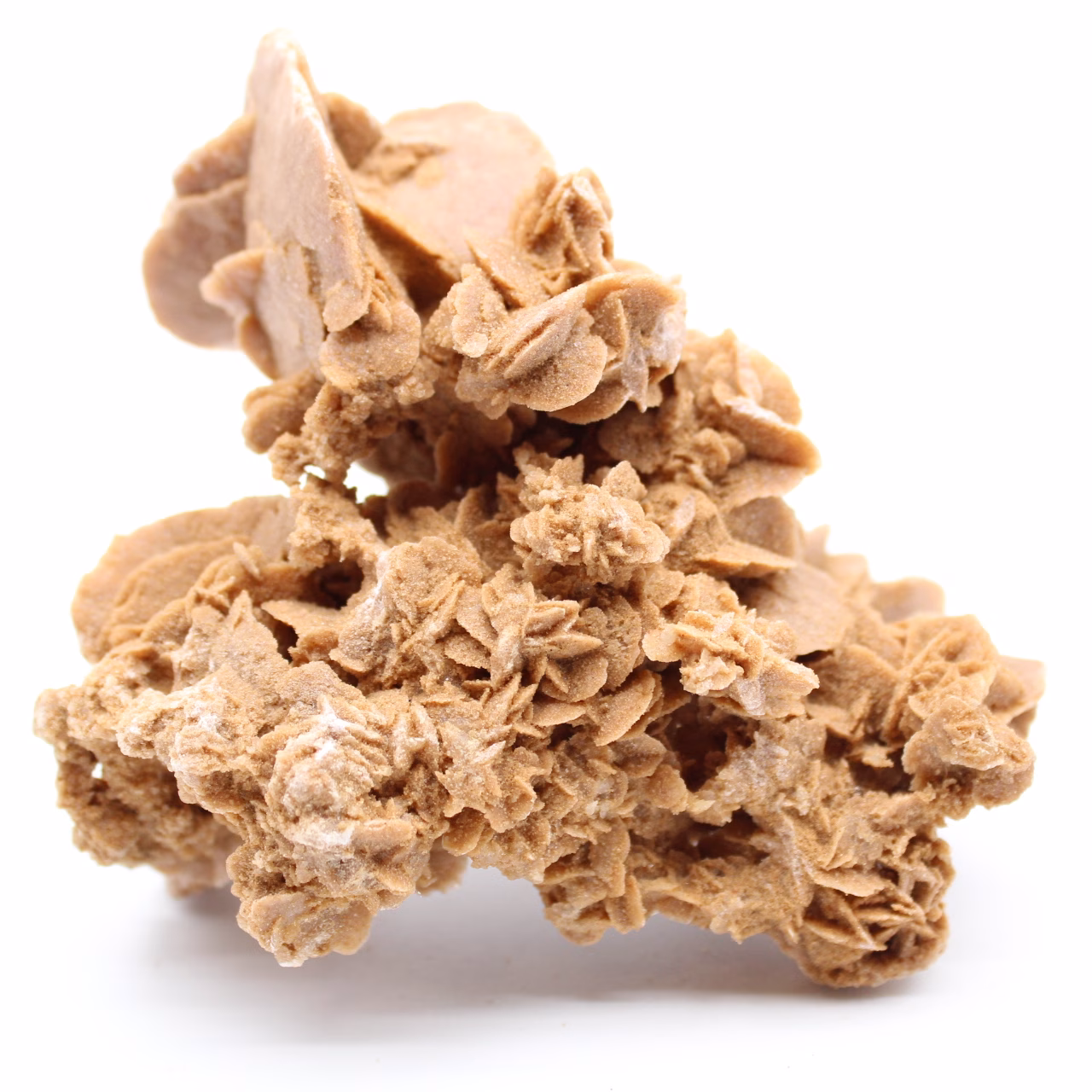 Desert Rose